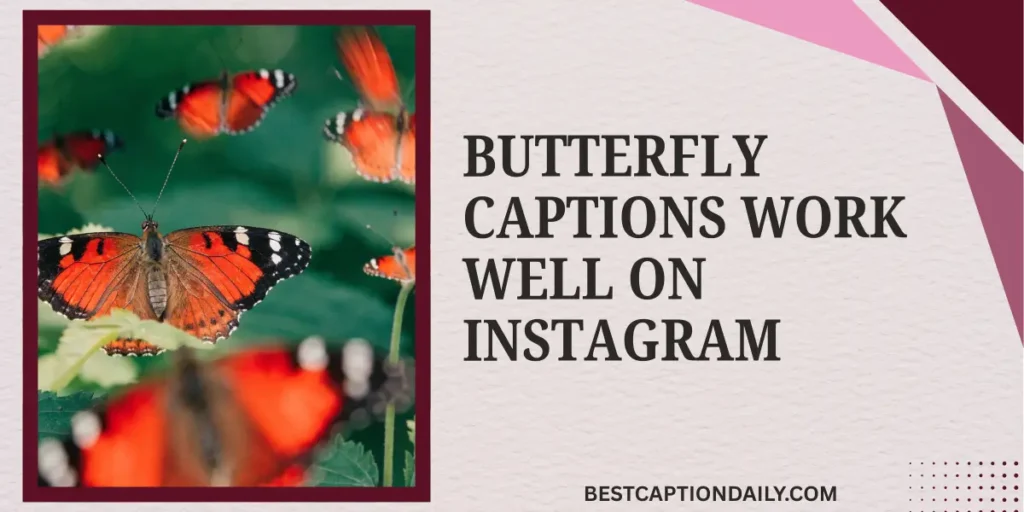 Butterfly Captions Work Well On Instagram