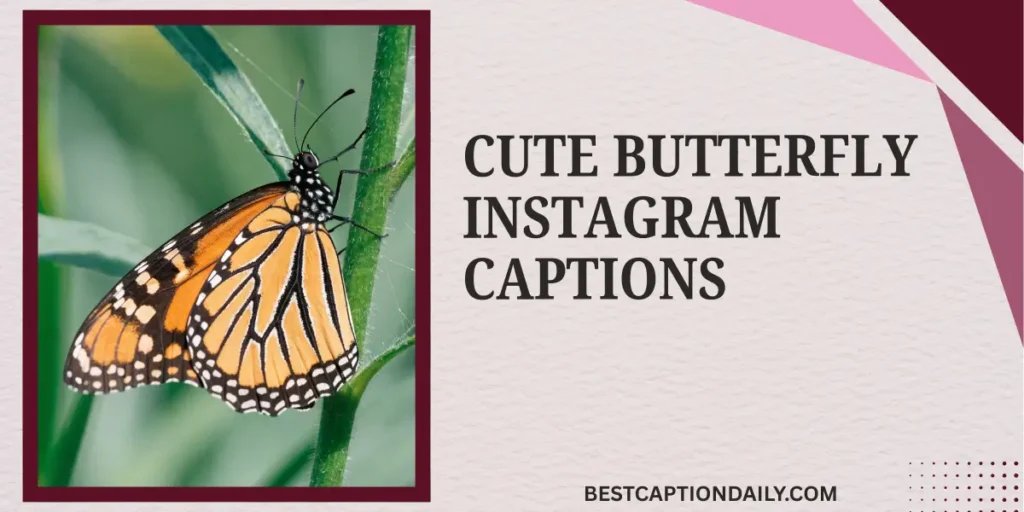 Cute Butterfly Instagram Captions