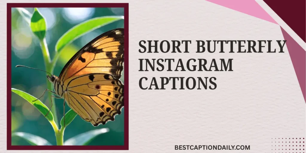 Short Butterfly Instagram Captions