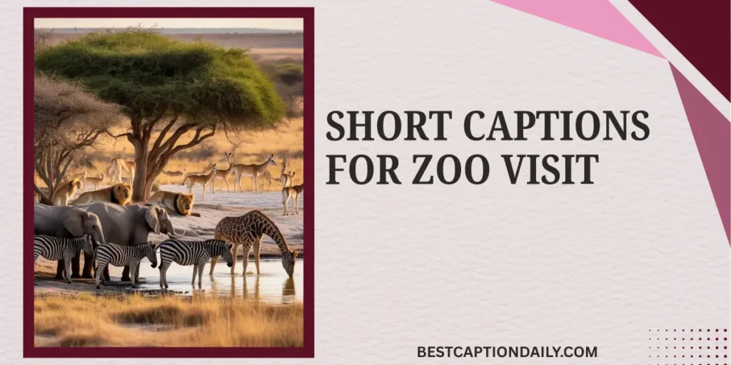 Short Captions For Zoo Visit
