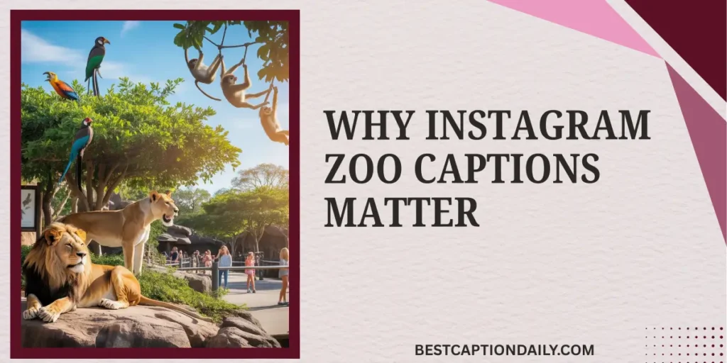 Why Instagram Zoo Captions Matter